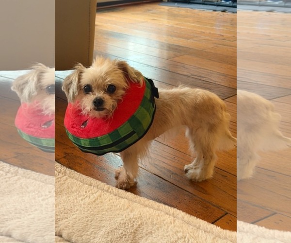 Medium Photo #1 Maltese-Unknown Mix Puppy For Sale in Holly Springs, NC, USA