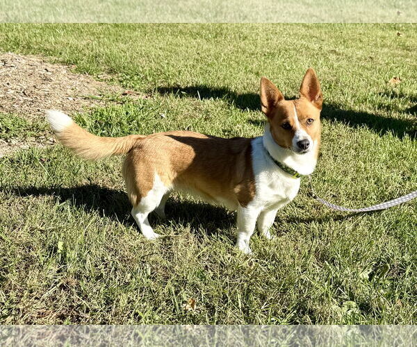 Medium Photo #2 Mutt Puppy For Sale in Landenberg, PA, USA