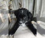 Puppy Puppy Male 2 Australian Shepherd