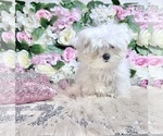 Small Photo #79 Maltese Puppy For Sale in HAYWARD, CA, USA