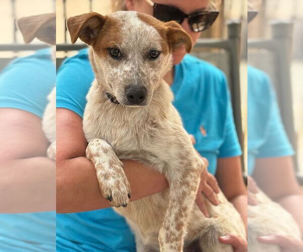 Medium Photo #6 Mutt Puppy For Sale in Crystal, MN, USA
