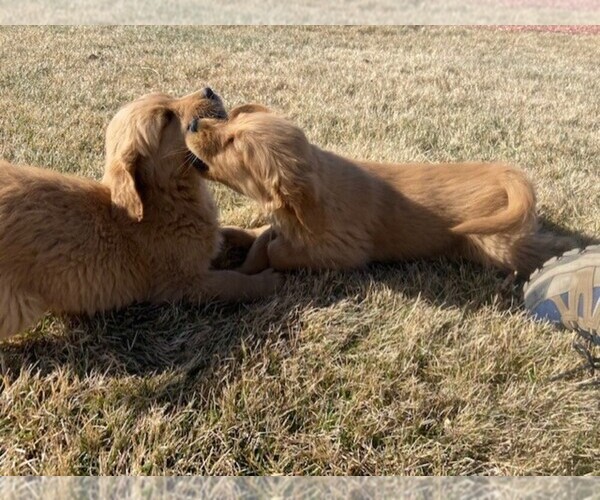 Medium Photo #1 Golden Retriever Puppy For Sale in COLORADO SPGS, CO, USA