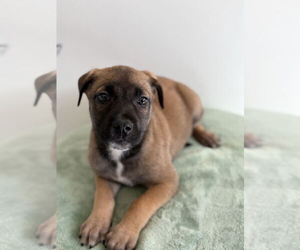 Medium Photo #3 Mutt Puppy For Sale in Studio City, CA, USA
