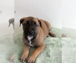 Small #2 Mutt