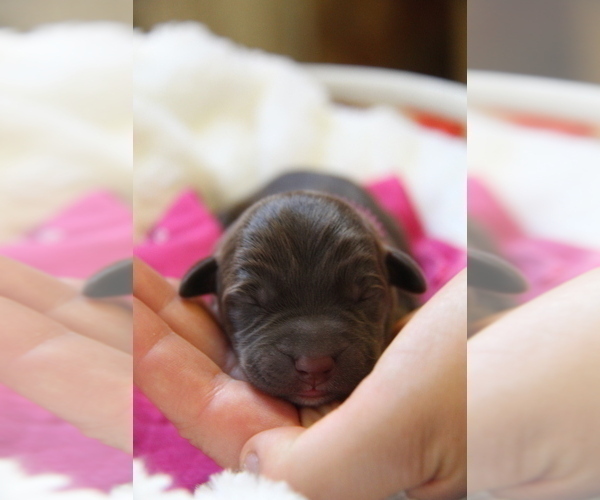 Medium Photo #8 Labrador Retriever Puppy For Sale in HYDE PARK, VT, USA