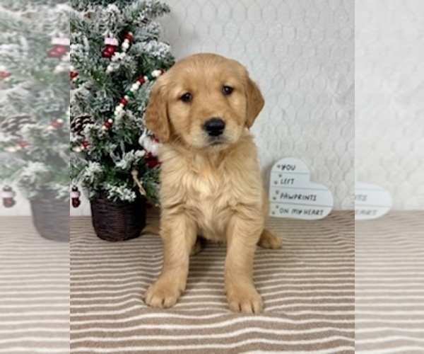 Medium Photo #3 Golden Retriever Puppy For Sale in GREENFIELD, IN, USA