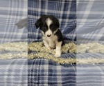 Small Photo #2 Border Collie Puppy For Sale in OWEN, WI, USA