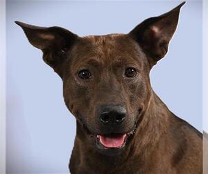 Labrador Retriever-Unknown Mix Dogs for adoption in Fort Collins, CO, USA