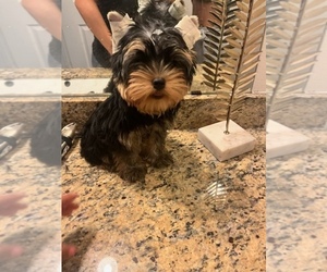 Yorkshire Terrier Puppy for sale in SUGAR LAND, TX, USA