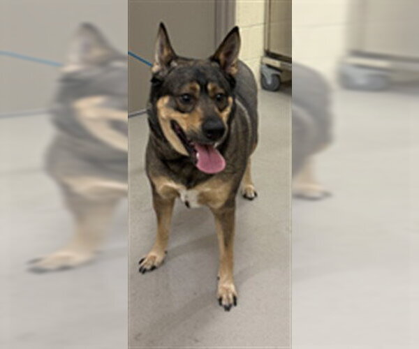 Medium Photo #1 Gerberian Shepsky Puppy For Sale in Sanford, FL, USA