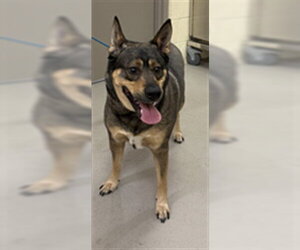 Gerberian Shepsky Dogs for adoption in Sanford, FL, USA