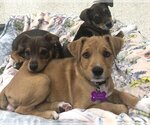 Small Photo #8 Dachshund-Unknown Mix Puppy For Sale in Corona, CA, USA
