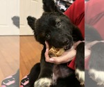 Small #5 Mutt