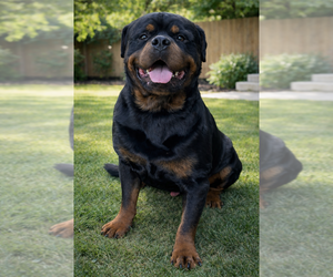 Father of the Rottweiler puppies born on 12/20/2025