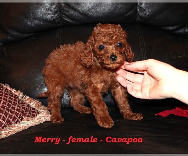 Medium Photo #3 Cavapoo (Miniature) Puppy For Sale in CLARKRANGE, TN, USA