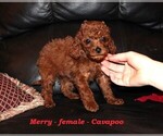 Small #2 Cavapoo (Miniature)