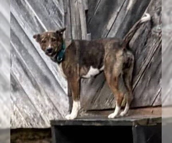 Medium Photo #5 Mutt Puppy For Sale in Hinton, WV, USA