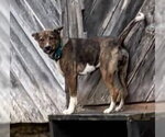 Small #4 Mutt