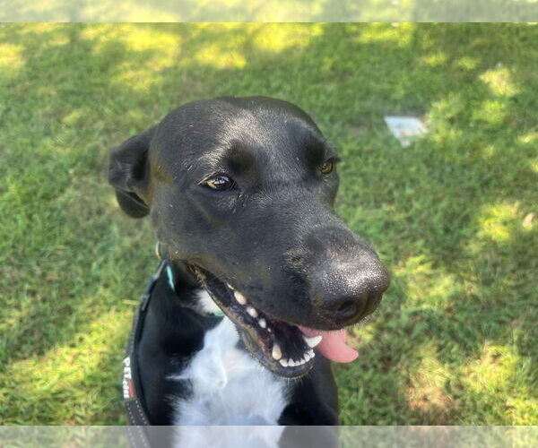 Medium Photo #10 Labrador Retriever-Unknown Mix Puppy For Sale in Rustburg, VA, USA