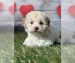Small Photo #4 Poodle (Toy) Puppy For Sale in LOUISA, VA, USA