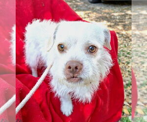 Care-Tzu Dogs for adoption in Missouri City, TX, USA