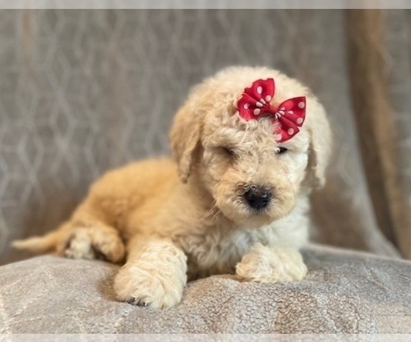 Medium Photo #9 Poodle (Standard) Puppy For Sale in LAKELAND, FL, USA