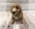 Small Photo #2 Goldendoodle Puppy For Sale in SOUTH ORANGE, NJ, USA