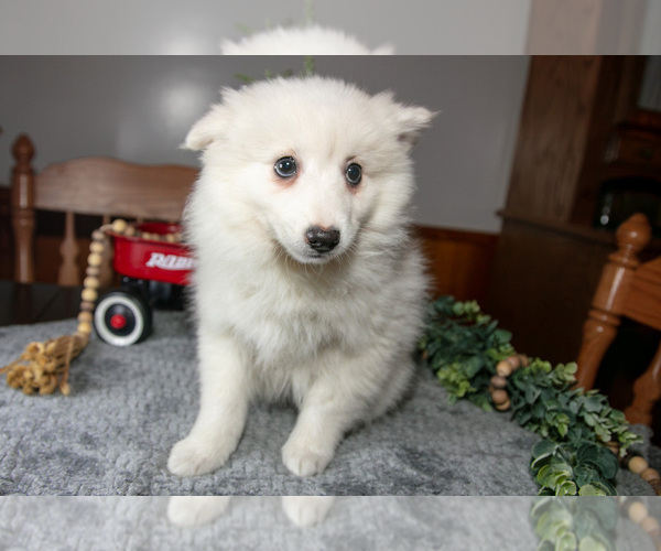 Medium Photo #6 Miniature American Eskimo Puppy For Sale in GENEVA, IN, USA