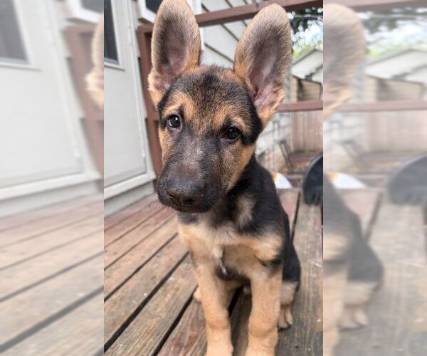 Medium Photo #1 German Shepherd Dog Puppy For Sale in Kansas City, MO, USA