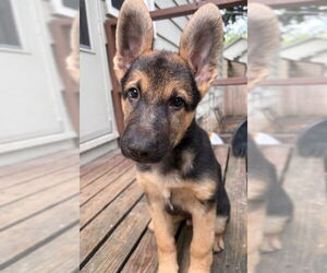 German Shepherd Dog Dogs for adoption in Kansas City, MO, USA