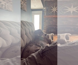 Great Dane Dogs for adoption in HASLETT, MI, USA