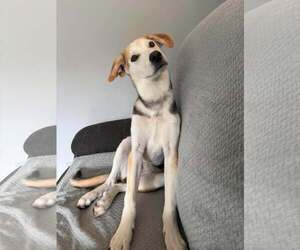 PROUD - Male Siberian Husky-Unknown Mix Dog for Adoption - Photo #4