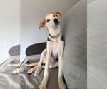 Small #3 Siberian Husky Mix