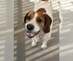 Small American Foxhound