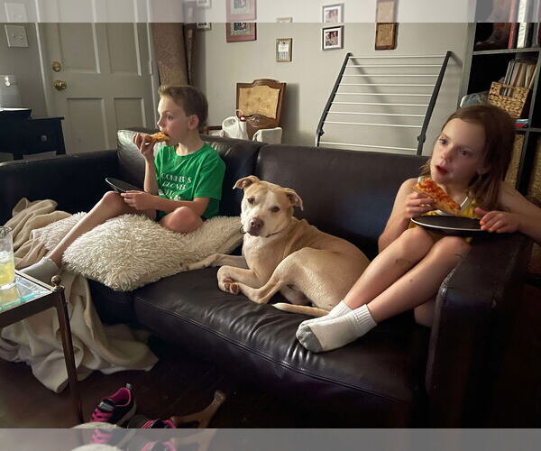 Medium Photo #1 Mutt Puppy For Sale in Sheboygan, WI, USA