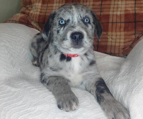 Medium Photo #3 Sheprador Puppy For Sale in LEWISBURG, KY, USA