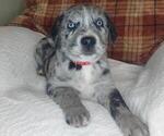 Small Photo #3 Sheprador Puppy For Sale in LEWISBURG, KY, USA