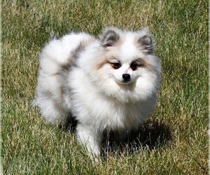 Father of the Pomeranian puppies born on 12/23/2022