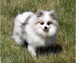 Small Photo #1 Pomeranian Puppy For Sale in ROCK VALLEY, IA, USA