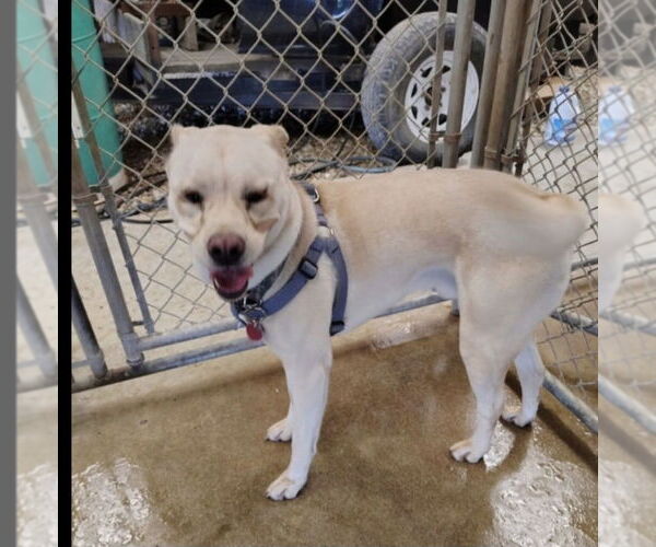 Medium Photo #1 Labrador Retriever-Pug Mix Puppy For Sale in Foristell, MO, USA