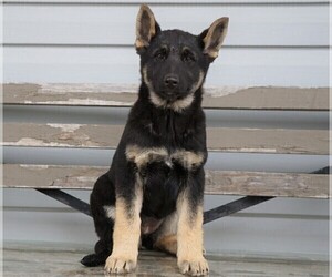 German Shepherd Dog-Siberian Husky Mix Puppy for sale in FREDERICKSBG, OH, USA