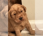 Puppy 2 Goldendoodle