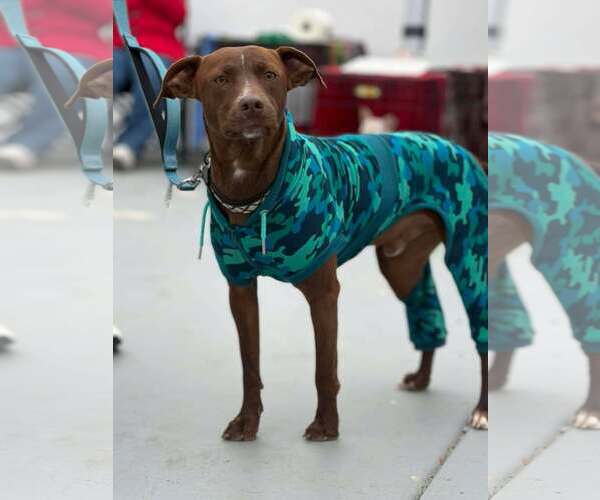 Medium Photo #2 Chocolate Labrador retriever-Unknown Mix Puppy For Sale in Visalia, CA, USA