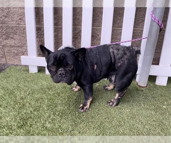 Medium Photo #1 French Bulldog Puppy For Sale in Modesto, CA, USA