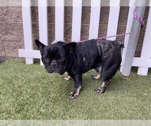 French Bulldog Dogs for adoption in Modesto, CA, USA