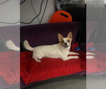Small Photo #4 Jack Chi Puppy For Sale in San Francisco, CA, USA