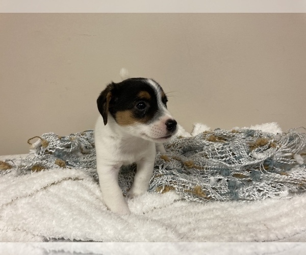 Medium Photo #5 Jack Russell Terrier Puppy For Sale in BENTON, IL, USA