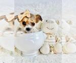 Small #17 Chihuahua