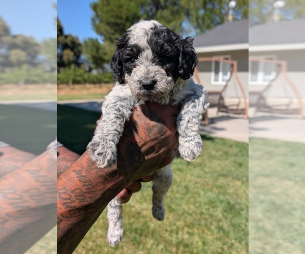 Medium Photo #25 Bernedoodle-Cavapoo (Miniature) Mix Puppy For Sale in SACRAMENTO, CA, USA