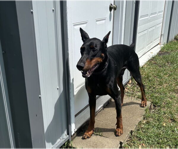 Medium Photo #14 Doberman Pinscher Puppy For Sale in Buffalo, MN, USA